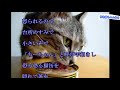 【保護猫 里親】今は亡き拾った子猫と 萌え父との想い出です・招き猫ちゃんねる