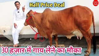 कृष्ण गारंटी वाला की 30 हज़ार में गाय लेने का मौका 👍 Sahiwal Cholistani Cow 👌 Cow Videos Farm Talk