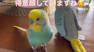 2024.11.2 得意げなしんちゃん　【セキセイインコしんちゃんときょきょの暮らし】