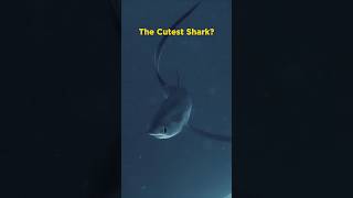 Thresher Shark