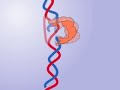 dna topoisomerase topoisomerase i and ii mechanism releasing the tension of dna