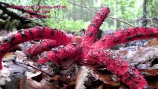 Tintenfischpilz  (Clathrus archeri)  © Lothar Lenz