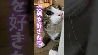 大好きな次男の前で乙女になる猫も4年目#cats #shorts #球太