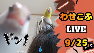 わせこふLIVE#30