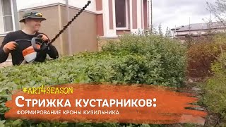 Формирующая стрижка живой изгороди