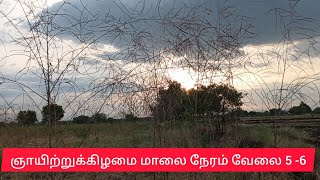 ஞாயிற்றுக்கிழமை வேலை நேரம் 5 டு 6 ஆடுகளுக்கு அகத்தி கொலை #trend #viral vedio #goat farming #goat