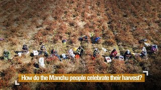 Live: How do the Manchu people celebrate their harvest? 农民丰收节 看满族人民如何庆丰收