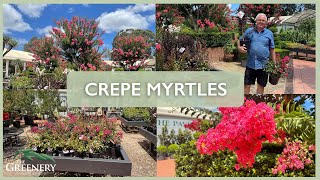 Crepe Myrtles | The Greenery Garden \u0026 Home