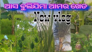 Aasa Bulijima Amar Khet 🏡(farm)........ sambalpuri New vlog #farming #nature