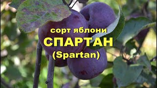 Сорт яблони Спартан (Spartan)