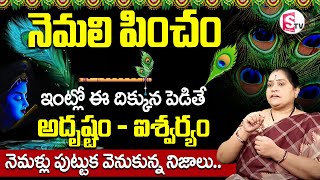 Nemali Pincham Vastu | Peacock Feather Benefits | నెమలి పించం | Nemali Pincham | Rama devi | SumanTV