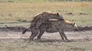 የጅቦች ግብረ-ስጋ ግንኙነት / Hyena Mating