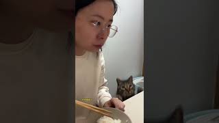 平时的主食是猫粮，讨饭只是因为嘴馋 #狸花猫 #搞笑 #猫咪 #喵星人 #小馋猫 ＃shorts #宠物 #搞笑 #狸花猫