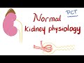 Normal Kidney Physiology | Proximal Convuluted Tubule (PCT)