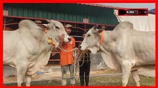 Ulbari Sibbi | Huge Ongole Bull