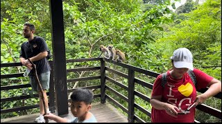 సింగపూర్ అడవిలో ఒకరోజు |One day in Singapore forest