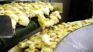 How Poultry Farm Make Million Eggs and Meat - Inside Modern Chickens Farm - Poultry Farm Technology