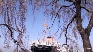 みなと横浜・山下公園の春景色 （2013-03-22 横浜市中区）