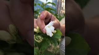 Make natural jasmine tea