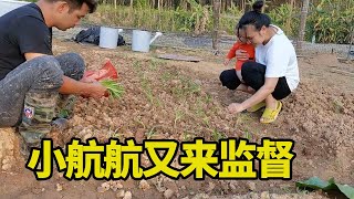 忙碌了一天，男二号给二师兄喂完海鲜大餐去种菜，小航航又来监督【男二号V】