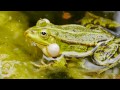 quakender wasserfrosch teichfrosch grünfrosch rana esculenta frog