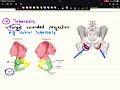 terms used to describe bony features ortho basics anatomical terminologies 5