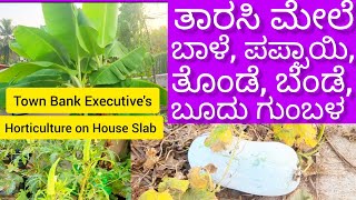 Vegetables on House Slab, ಮನೆ ತಾರಸಿ ಮೇಲೆ ತರತರದ ತರಕಾರಿ;Bank Executive's Love on organic Horticulture