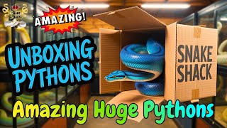 New Royal Ball Pythons Just Arrived | Unboxing Reaction (Simba and Jasmine)