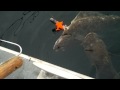 lingcod eating a halibut ( 2 Fish 1 Hook)