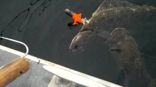 lingcod eating a halibut ( 2 Fish 1 Hook)