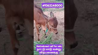 Nativebreed calf for sale நாட்டு மாடு கன்று விற்பனைக்கு #nkpnature #nativebreedcalf #sale #contactus