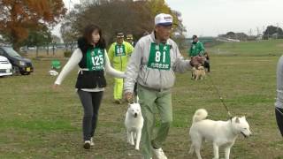 北海道犬保存会　北関東支部展覧会　成犬牝組　特良１席　蝦夷彩花