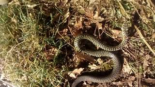 serpente lungo la strada