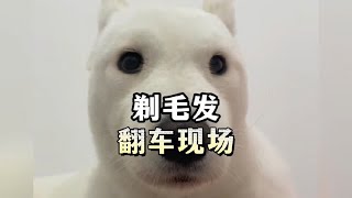 狗子理发翻车现场。#狗狗的心思都写在脸上了