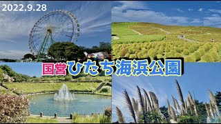 【国営•ひたち海浜公園】2022/9/28 コキア🌳を見に‼️