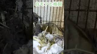 しまりす「ポン吉」白モフQueen！！【ペット】【シマリス】【Chipmunk】【Squirrel】【Kawaii】【Cute】