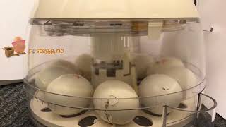 Chickens hatching in 5 minutes with Rcom 10 PRO Plus incubator