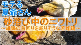 砂浴び中のニワトリ～ボス雄鶏の首回りの羽毛を毟りそうな若雌鶏は愛情表現？～