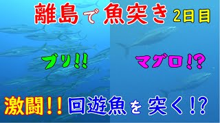 【離島魚突き遠征2日目】衝撃！ブリ！マグロ！？回遊魚の大群に遭遇【魚突き＠アクアヤス】