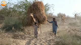 Weighing more than 40 kg on camel | camels of thar carry heavy weights