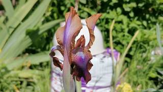 Iris stolonifera \