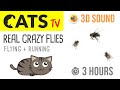 CATS TV - REAL Crazy FLIES 🪰 3 HOURS (Game for Cats to Watch)