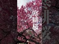 荏原神社の寒緋桜 shorts 寒緋桜 荏原神社 北品川