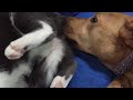 dog licks cat butt