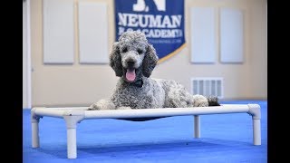 Woozle (Standard Poodle) Boot Camp Dog Training Video Demonstration