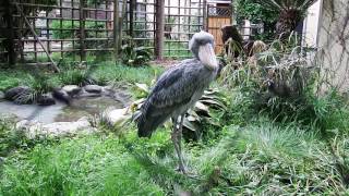 突然、寝ちゃいました　Shoebill(ハシビロコウ)