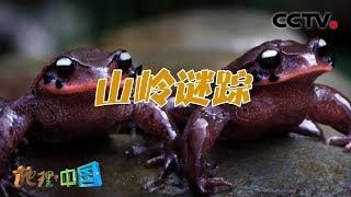 “青蛙叫 大雨到”！蛙的叫声真的可以预测风雨变化吗？与当地自然环境又有着怎样的联系？山岭谜踪 20210805 |《地理·中国》 CCTV科教