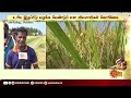 பொங்கல் திருநாள் சோகத்தில் மூழ்கிய விவசாயிகள்... farmers sun news