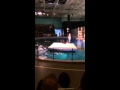 Sea Lion Show at Mystic Aquarium