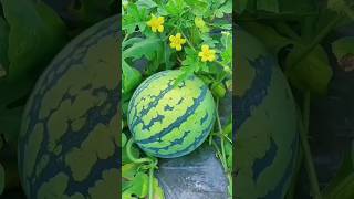 Watermelon farming in odisha | tarabhuja chasa video